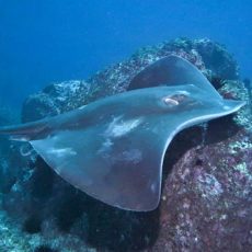 An unforgettable dive at Montegue Island