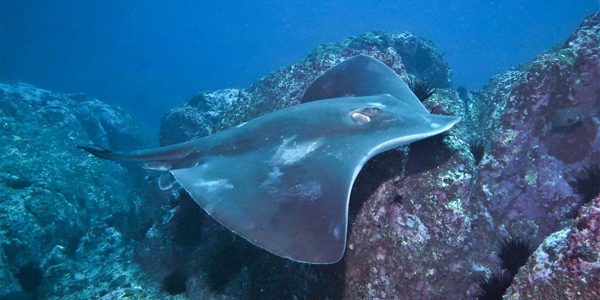 Bull ray image curtesy of Sydney Dives
