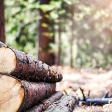 The ethical dilemma of wood
