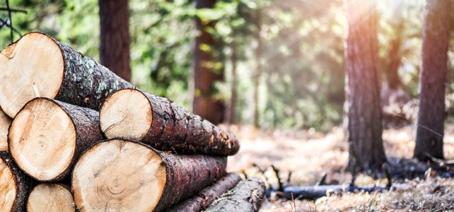 The ethical dilemma of wood
