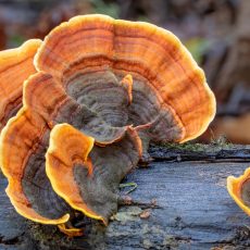 The Amazing World of Mushrooms and how to help them thrive