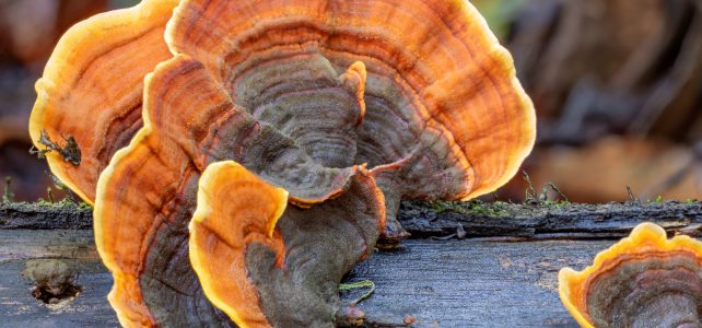 The Amazing World of Mushrooms and how to help them thrive