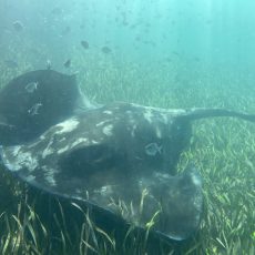 Kelp: The Unsung Hero